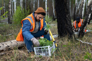 Investigador trabajando en laboratorio forestal con herramientas biotecnológicas para clonación de árboles.