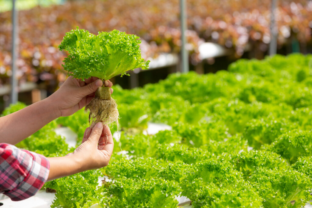 Primer plano de una planta de lechuga Cisne desarrollada por INTA, con hojas verdes abundantes y estructura robusta, cultivada en sistema hidropónico.