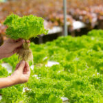 Primer plano de una planta de lechuga Cisne desarrollada por INTA, con hojas verdes abundantes y estructura robusta, cultivada en sistema hidropónico.