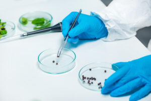Investigadora analizando semillas con microscopio en laboratorio del INTA.