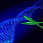 Investigadores de Mayo Clinic utilizan CRISPR para mejorar la eficacia de las células CAR-T en terapias contra el cáncer mediante la eliminación de la proteína IL-4.