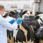 Investigadora argentina manipulando un dispositivo portátil para detectar tuberculosis bovina, en un laboratorio con equipamiento científico.