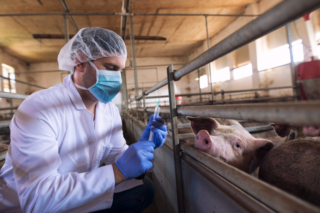 Vacunas biotecnológicas aprobadas por Argentina para mejorar la sanidad porcina y aviar, con enfoque en enfermedades clave que afectan a cerdos y pollos.
