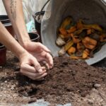 Manos revolviendo tierra de compost junto a un balde con restos de frutas y verduras, listas para ser utilizadas como abono orgánico.