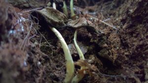 Primer plano de hongos marchitos y en descomposición creciendo en suelo húmedo y oscuro del bosque