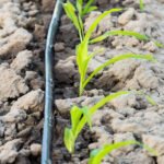 Naranjas en el desierto