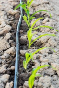 Naranjas en el desierto