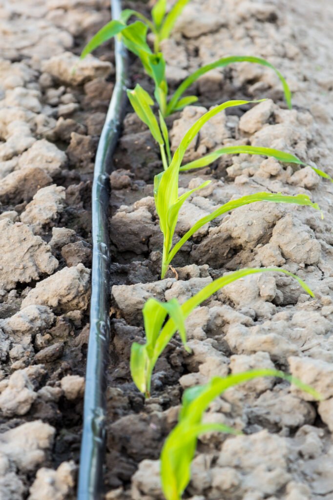 Naranjas en el desierto